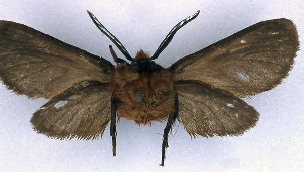 /filer/webapps/moths/media/images/H/haematricha_Metarctia_HT_BMNH_02.jpg