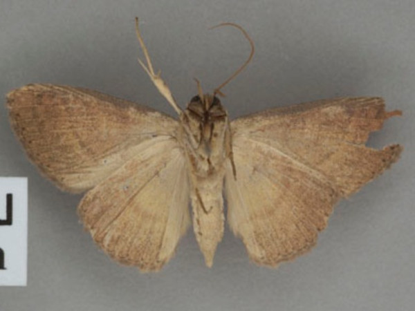 /filer/webapps/moths/media/images/H/haemorrhanta_Phlogochroa_HTM_MGCLb_01.jpg