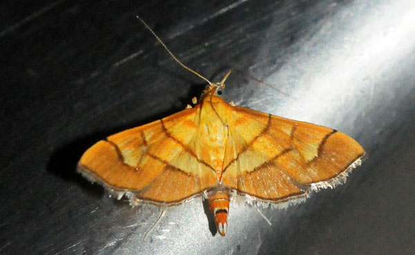 /filer/webapps/moths/media/images/H/haemorrhoidalis_Salbia_A_King.jpg