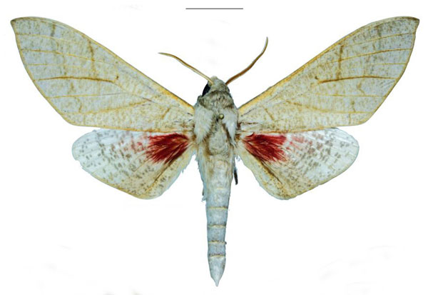 /filer/webapps/moths/media/images/H/haendeli_Neoclanis_HT_EMEMa.jpg