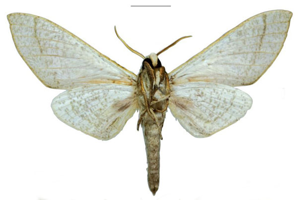 /filer/webapps/moths/media/images/H/haendeli_Neoclanis_HT_EMEMb.jpg