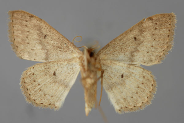 /filer/webapps/moths/media/images/H/haeretica_Scopula_A_ZSM_02.jpg