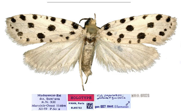 /filer/webapps/moths/media/images/H/hafakely_Plumana_HT_MNHN.jpg