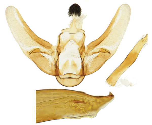 /filer/webapps/moths/media/images/H/hageni_Udea_GM_NHMO.jpg