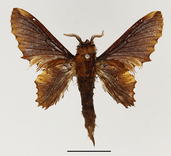 /filer/webapps/moths/media/images/H/haigi_Hariola_AM_Basquin_01.jpg