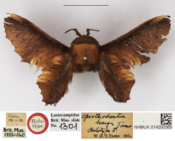 /filer/webapps/moths/media/images/H/haigi_Opisthodontia_HT_NHMUK.jpg