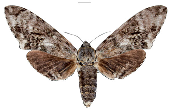 /filer/webapps/moths/media/images/H/haileselassiei_Macropoliana_AT_SMCRa.jpg