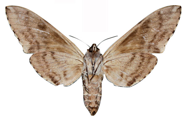/filer/webapps/moths/media/images/H/haileselassiei_Macropoliana_AT_SMCRb.jpg