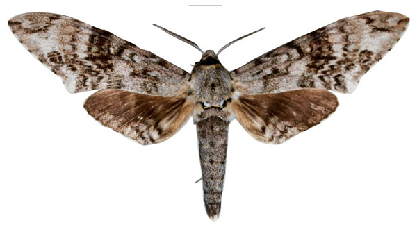 /filer/webapps/moths/media/images/H/haileselassiei_Macropoliana_HT_SMCRa.jpg