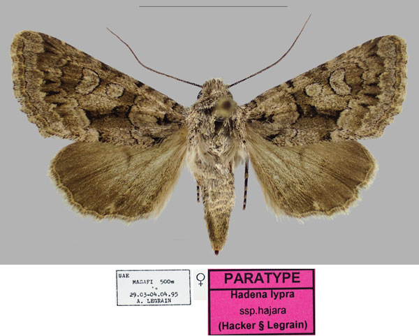 /filer/webapps/moths/media/images/H/hajara_Hadena_PTF_RBINSa.jpg