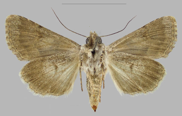 /filer/webapps/moths/media/images/H/hajara_Hadena_PTF_RBINSb.jpg