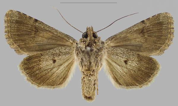 /filer/webapps/moths/media/images/H/hajara_Hadena_PTM_RBINSb.jpg