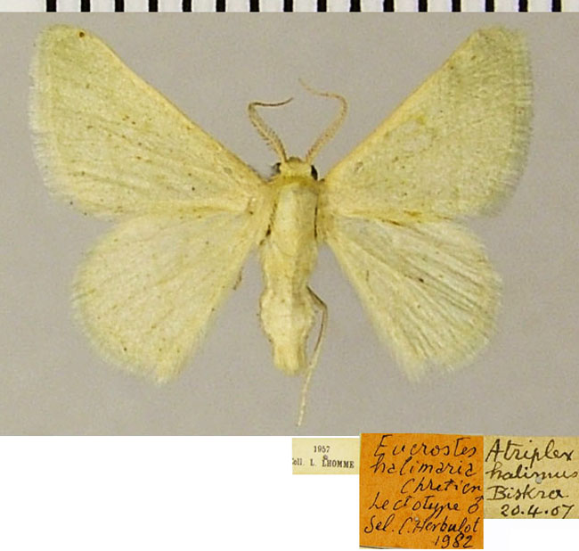 /filer/webapps/moths/media/images/H/halimaria_Eucrostes_LTM_MNHNa.jpg