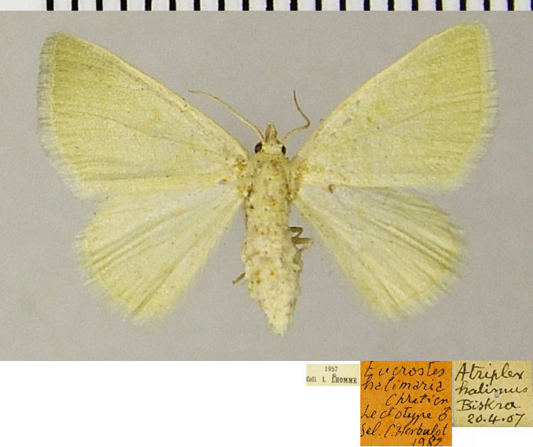 /filer/webapps/moths/media/images/H/halimaria_Eucrostes_PLTF_MNHN.jpg