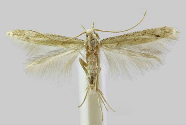 /filer/webapps/moths/media/images/H/halmodes_Coleophora_AM_BMNH.jpg