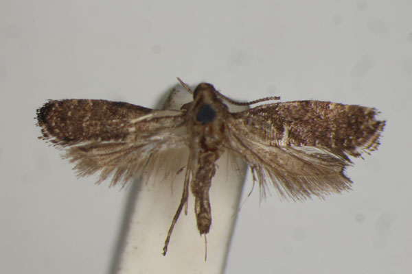 /filer/webapps/moths/media/images/H/halosticta_Acrolepia_PLT_BM.jpg