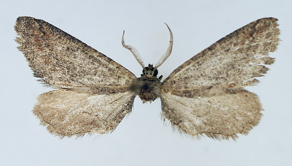 /filer/webapps/moths/media/images/H/hamata_Hebdomophruda_AM_TMSA_01.jpg