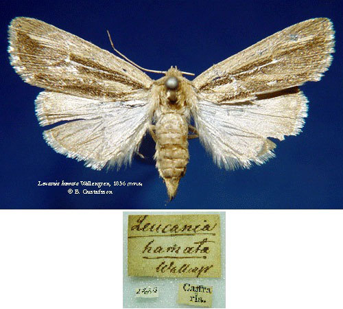 /filer/webapps/moths/media/images/H/hamata_Leucania_HT_SNHM_01.jpg