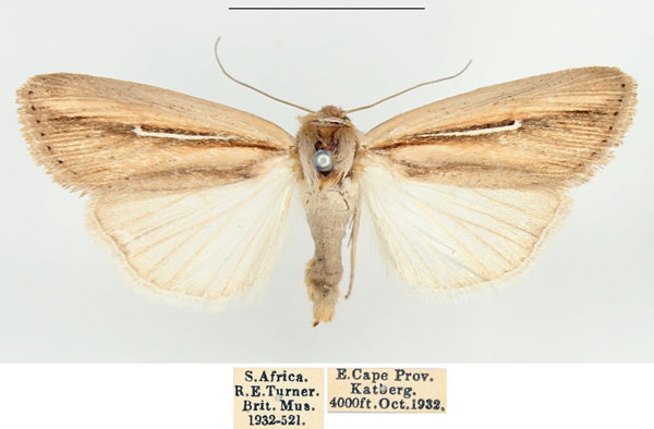 /filer/webapps/moths/media/images/H/hamata_Mythimna_AF_BMNH.jpg