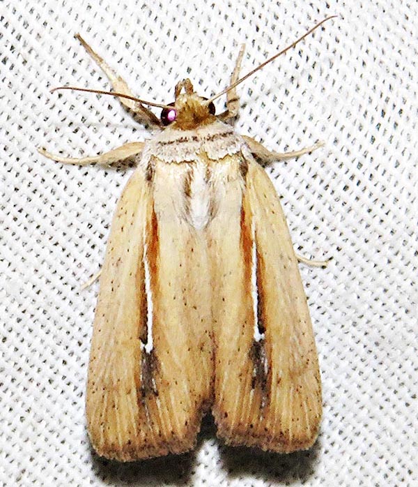 /filer/webapps/moths/media/images/H/hamata_Mythimna_A_Braun_19.jpg