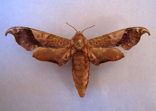 /filer/webapps/moths/media/images/H/hamatus_Lycosphingia_A_Baron_01.jpg
