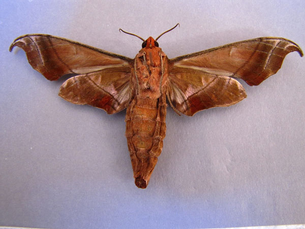 /filer/webapps/moths/media/images/H/hamatus_Lycosphingia_A_Baron_02.jpg