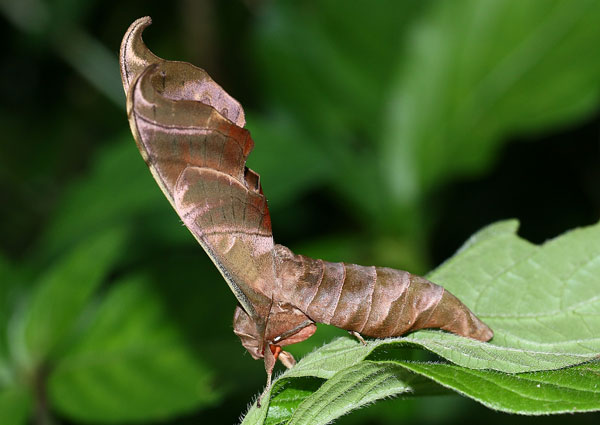 /filer/webapps/moths/media/images/H/hamatus_Lycosphingia_A_Schutte_01.jpg
