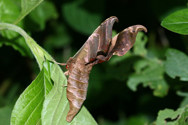 /filer/webapps/moths/media/images/H/hamatus_Lycosphingia_A_Schutte_02.jpg