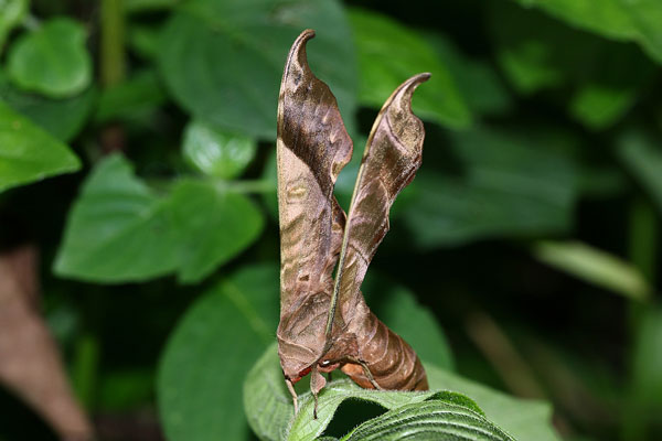 /filer/webapps/moths/media/images/H/hamatus_Lycosphingia_A_Schutte_03.jpg