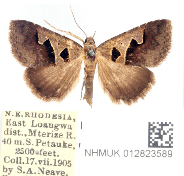 /filer/webapps/moths/media/images/H/hamifera_Anoba_AF_BMNH.jpg
