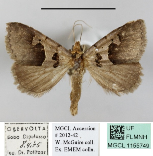 /filer/webapps/moths/media/images/H/hamifera_Anoba_A_MGCLa_01.jpg