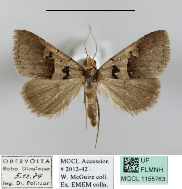 /filer/webapps/moths/media/images/H/hamifera_Anoba_A_MGCLa_02.jpg