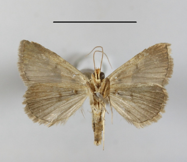/filer/webapps/moths/media/images/H/hamifera_Anoba_A_MGCLb_01.jpg