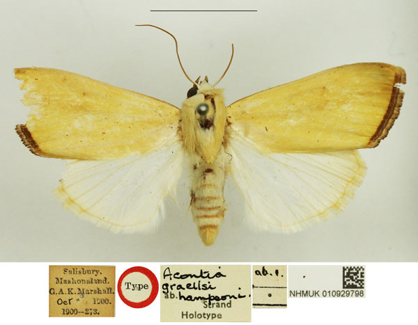 /filer/webapps/moths/media/images/H/hampsoni_Acontia_HT_NHMUK.jpg