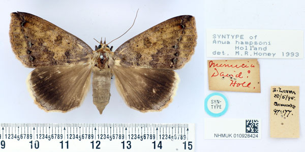 /filer/webapps/moths/media/images/H/hampsoni_Anua_PTF_BMNH.jpg