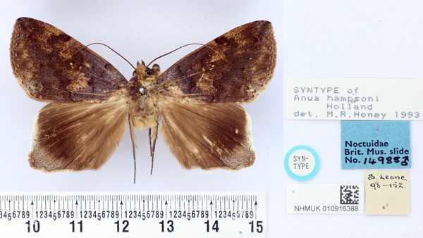 /filer/webapps/moths/media/images/H/hampsoni_Anua_PTM_BMNH.jpg