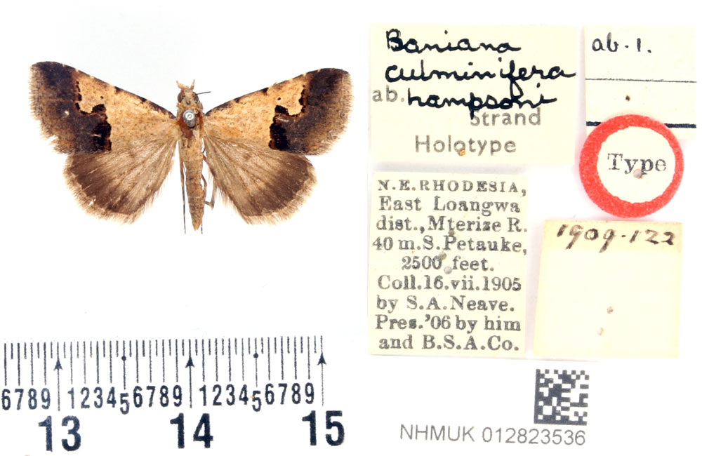 /filer/webapps/moths/media/images/H/hampsoni_Baniana_HT_BMNH.jpg