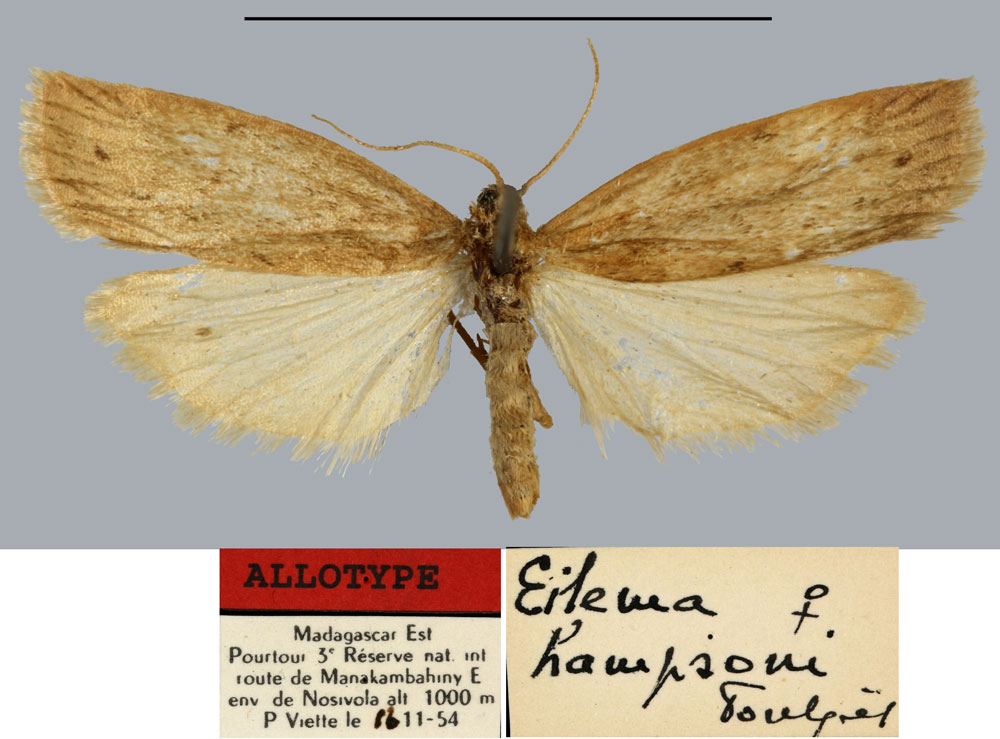 /filer/webapps/moths/media/images/H/hampsoni_Eilema_AT_MNHN.jpg
