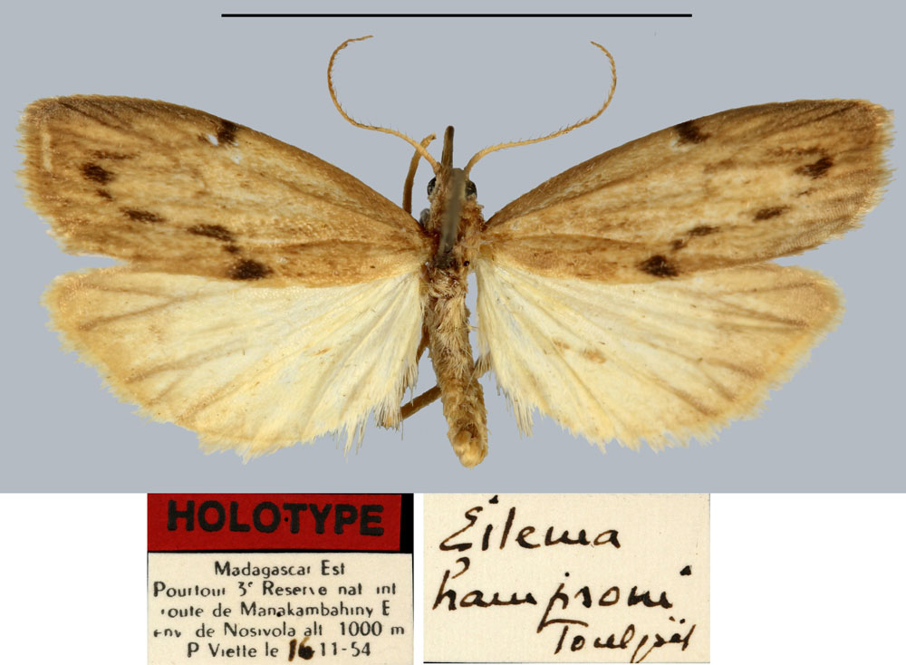 /filer/webapps/moths/media/images/H/hampsoni_Eilema_HT_MNHN.jpg