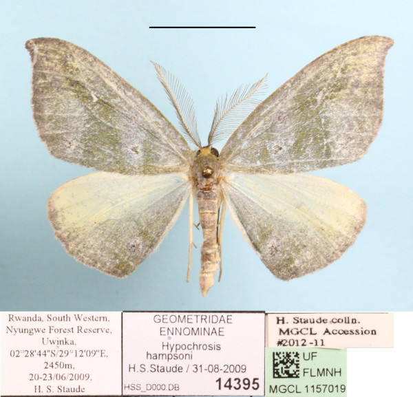 /filer/webapps/moths/media/images/H/hampsoni_Hypochrocis_A_MGCL.JPG