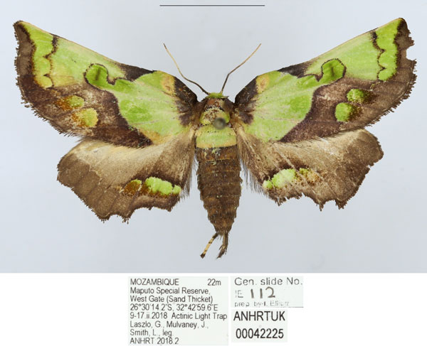 /filer/webapps/moths/media/images/H/hampsoni_Mittonia_AM_ANHRT.jpg