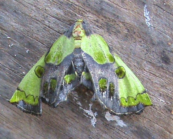/filer/webapps/moths/media/images/H/hampsoni_Mittonia_A_Guyonnet.jpg