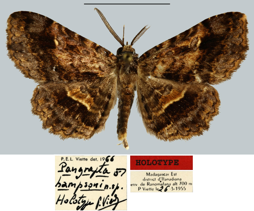 /filer/webapps/moths/media/images/H/hampsoni_Pangrapta_HT_MNHN.jpg