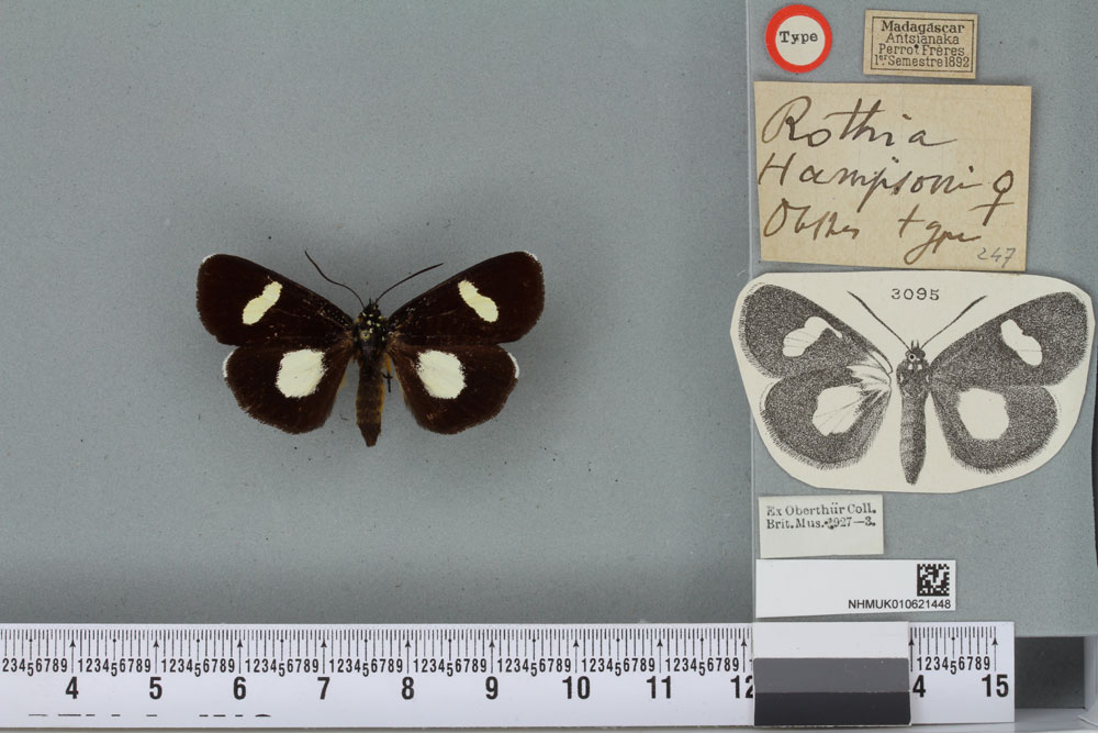 /filer/webapps/moths/media/images/H/hampsoni_Rothia_ST_BMNHa.jpg