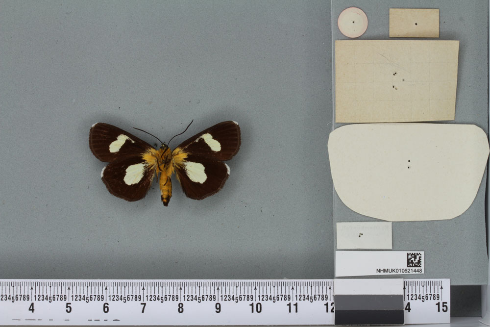 /filer/webapps/moths/media/images/H/hampsoni_Rothia_ST_BMNHb.jpg