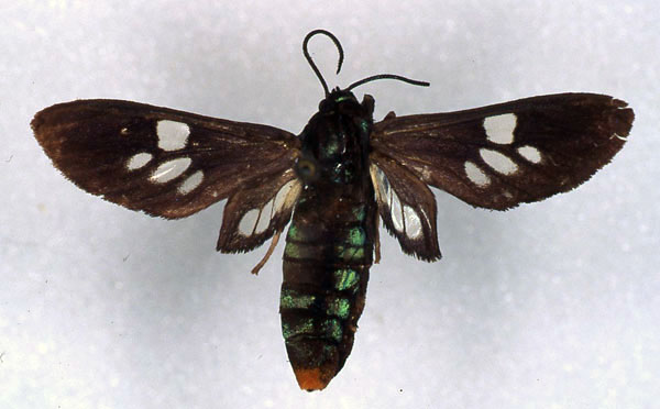 /filer/webapps/moths/media/images/H/hampsoni_Thyrogonia_HT_RMCA_01.jpg