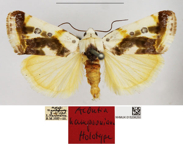 /filer/webapps/moths/media/images/H/hampsoniana_Acontia_HT_NHMUK.jpg