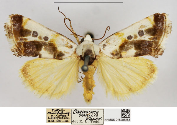 /filer/webapps/moths/media/images/H/hampsoniana_Acontia_PTM_NHMUK.jpg