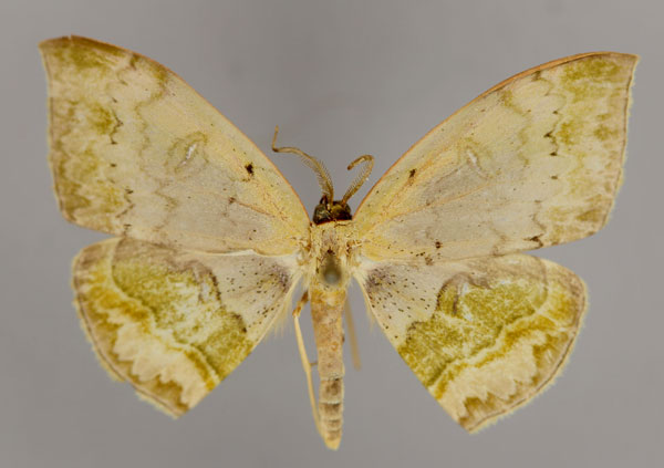 /filer/webapps/moths/media/images/H/hamularia_Lissoblemma_A_ZSM_01.jpg