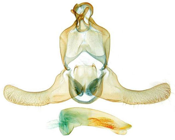 /filer/webapps/moths/media/images/H/hana_Torodora_GMHT_NIBR.jpg